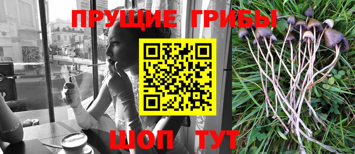 Псилоцибиновые грибы Psilocybe Берёзовский